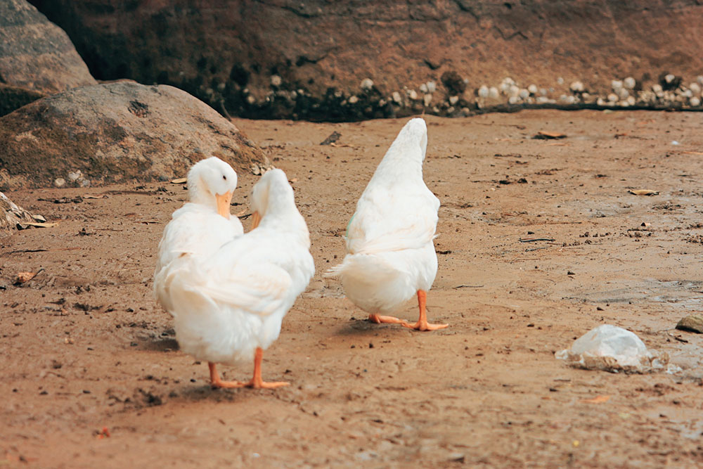 Organic Garden Worm Farm 1