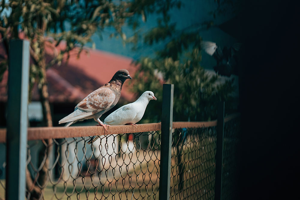 Organic Garden Worm Farm 2