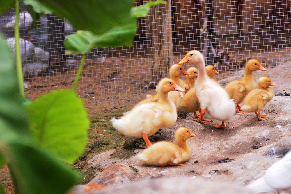 Organic Garden Worm Farm 3