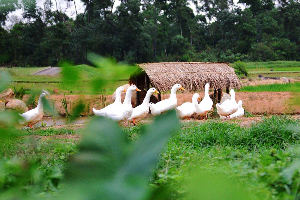 Organic Garden Worm Farm 4