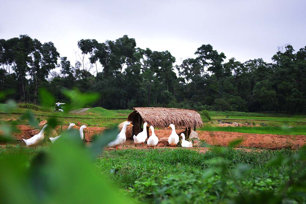Organic Garden Worm Farm 5