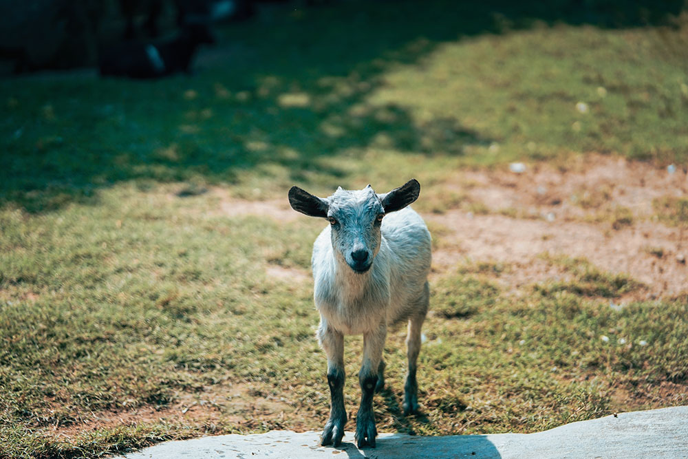 Organic Garden Worm Farm 7