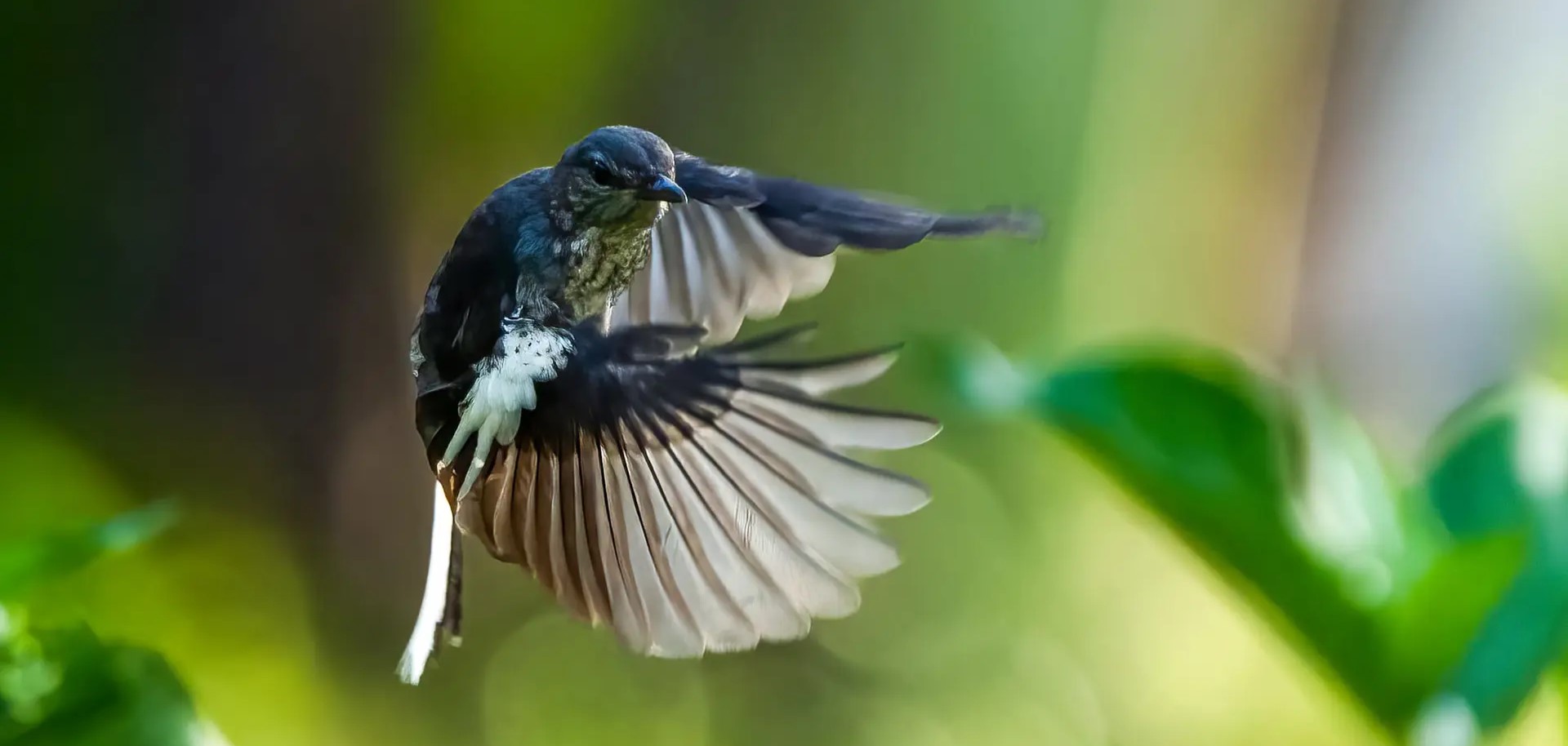 Bird Watching - Laguna Lang Co
