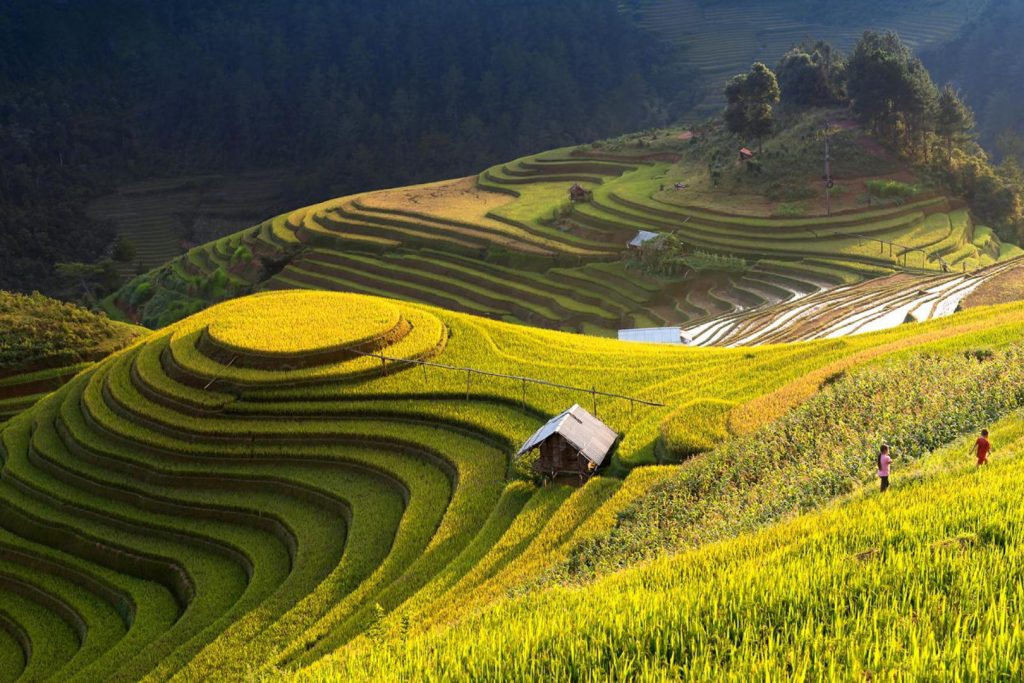 Terraced rice fields in Ha Giang, a highlight of Northern Vietnam travel