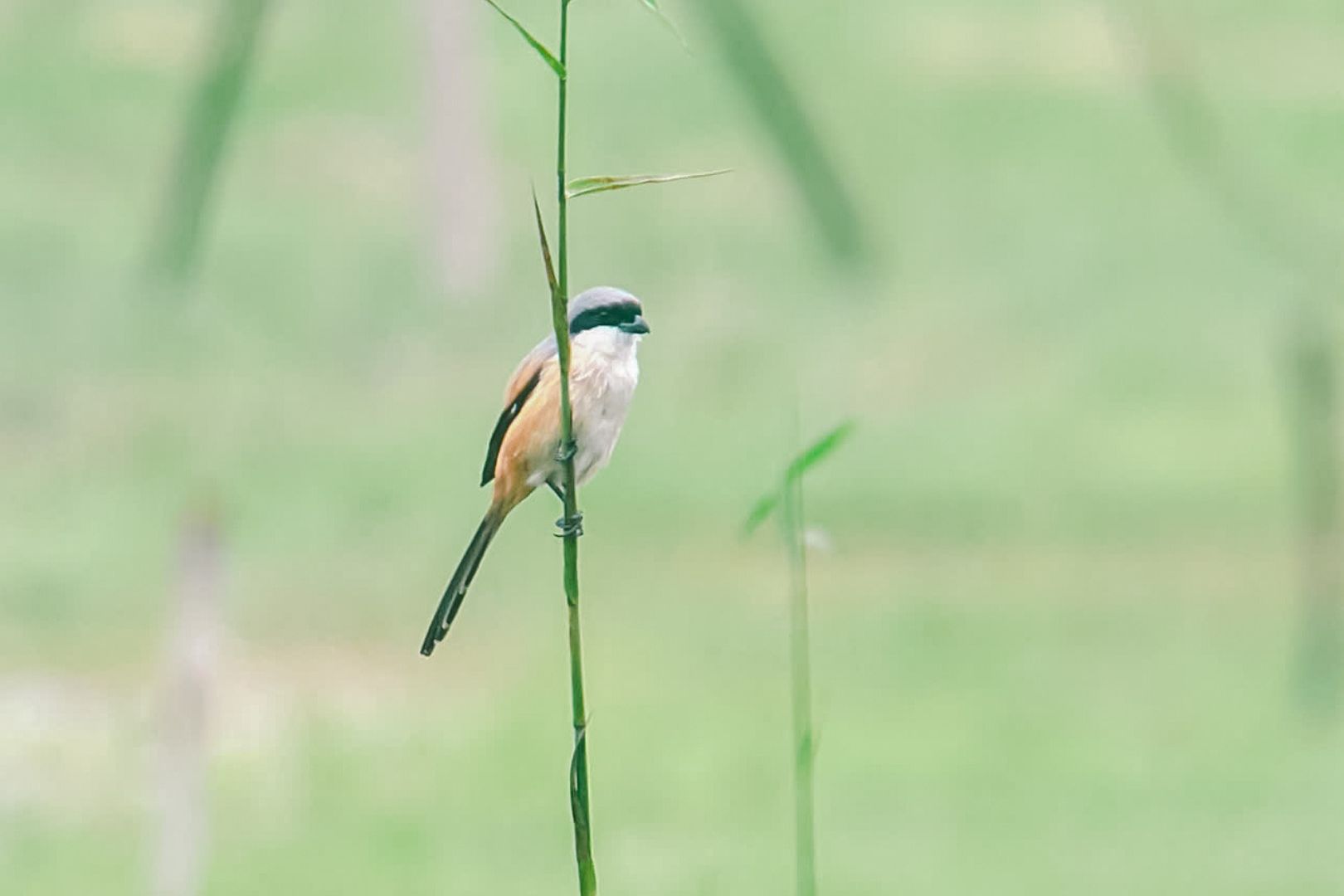 Happy International Day for Biological Diversity (1)