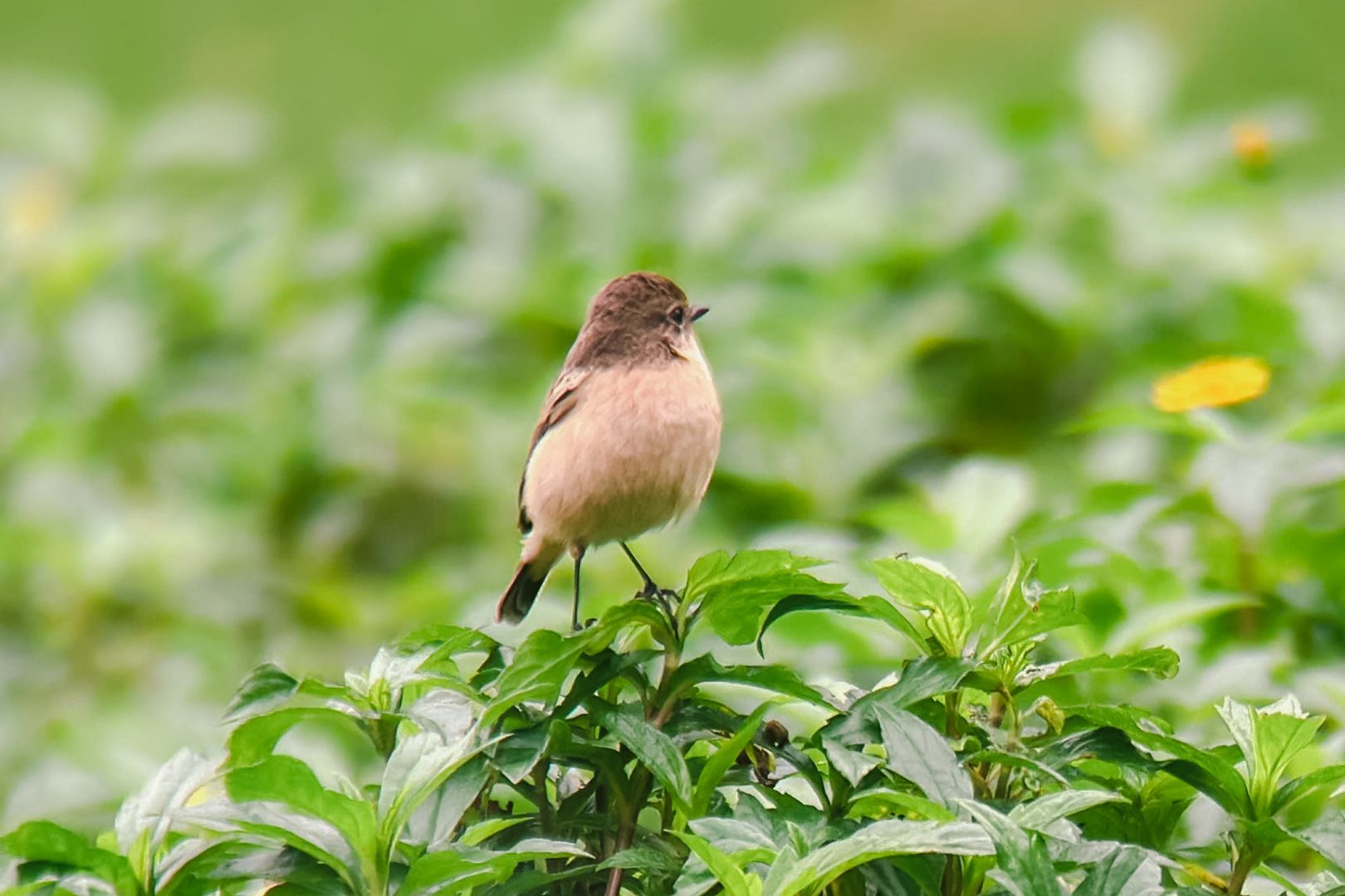 Happy International Day for Biological Diversity (11)