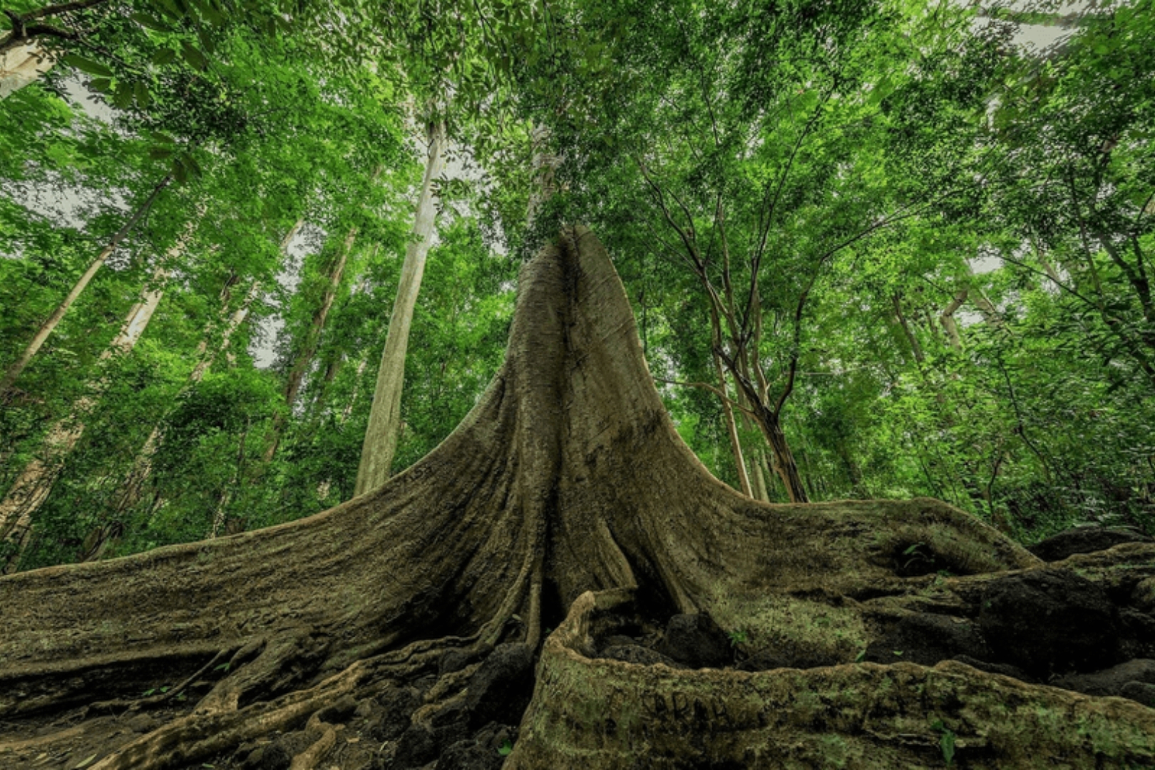 400-year-old Tung tree in Cat Tien National Park