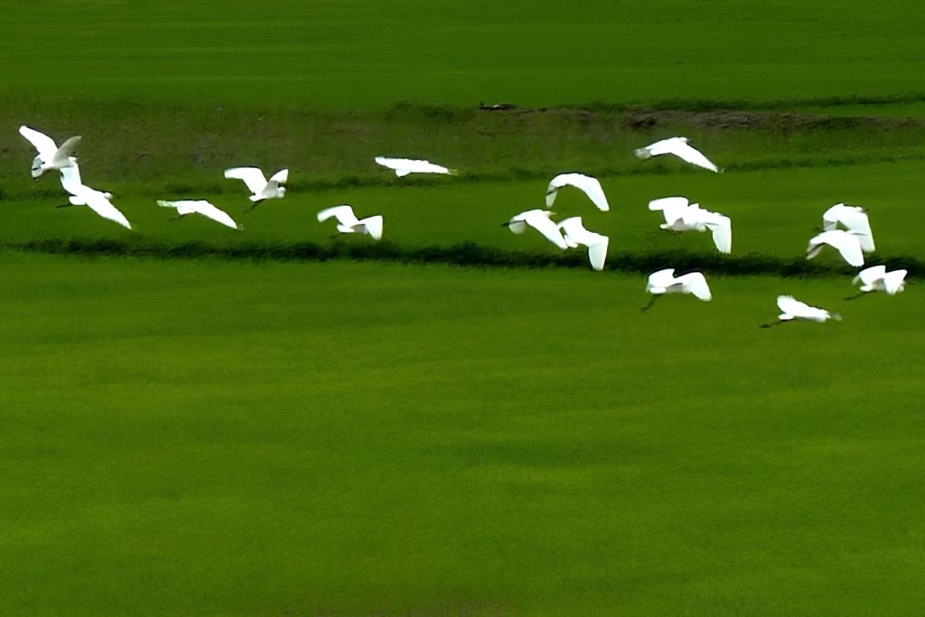 The Migratory Bird Season Enhances Lăng Cô’s Natural Beauty