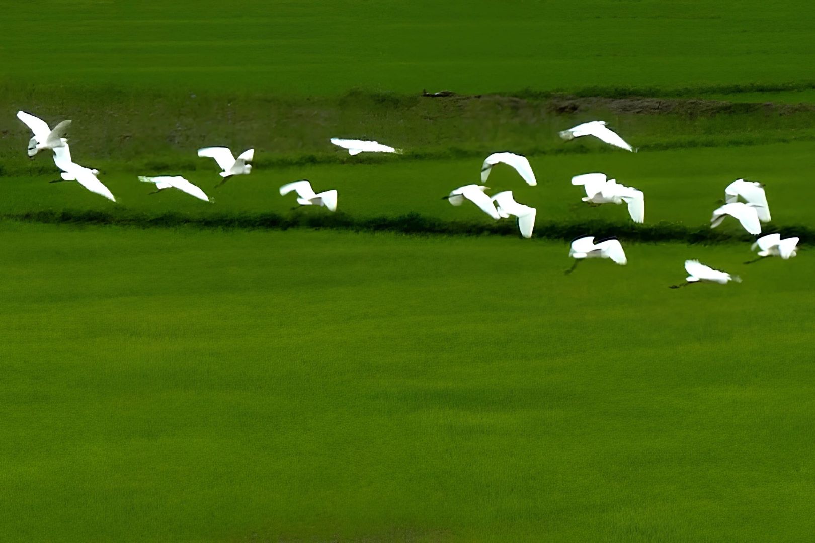 The Migratory Bird Season Enhances Lăng Cô’s Natural Beauty